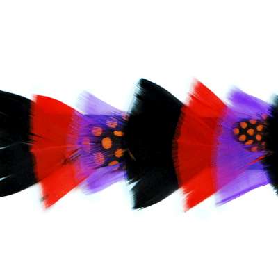 P4009 Black Purple & Red Feather Trim Pre-Cut 36